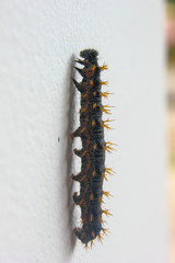 closeup of large spiky hairy Caterpillar on a green leaf isolated on white background