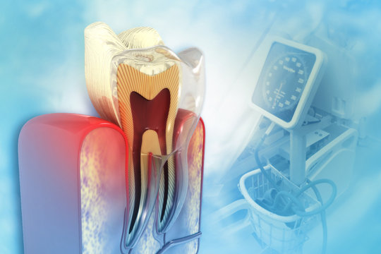 Human tooth cross section on scientific background. 3d illustration