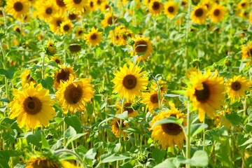 Fototapeta premium Field with blooming sunflowers. Background of sunflowers