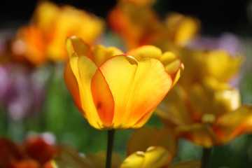 Golden tulip in the sun