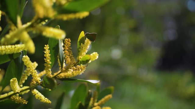 Small Green Butterfly in flowered yellow mimosa