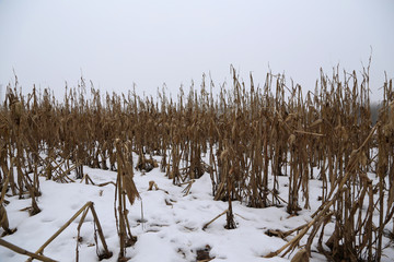 ein mais feld nach der ernte in Norddeutschland bedeckt mit schnee