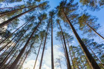 Beautiful forest of vetical pines on a sunny day. Bottom view of the crown of trees and blue sky