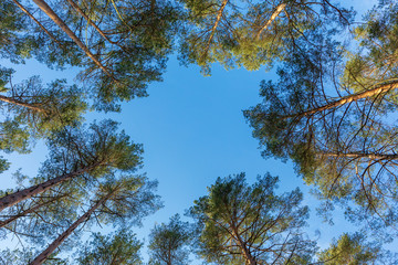Beautiful forest of vetical pines on a sunny day. Bottom view of the crown of trees and blue sky