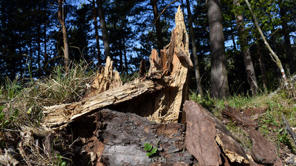 Windbruch bei Altholz im Bestand, Rotfäule als Ursache für Schneebruch