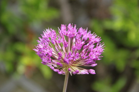 Allium pink opening flower head bud