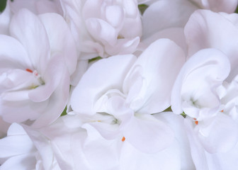Fototapeta na wymiar White flowers geranium close up selective focus blur