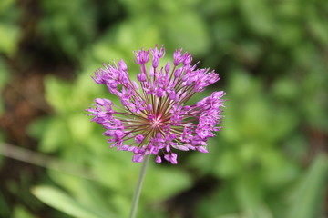 Allium pink opening flower head bud