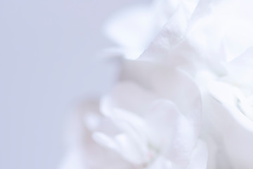 Fototapeta na wymiar White flowers geranium with space for text close up selective focus blur