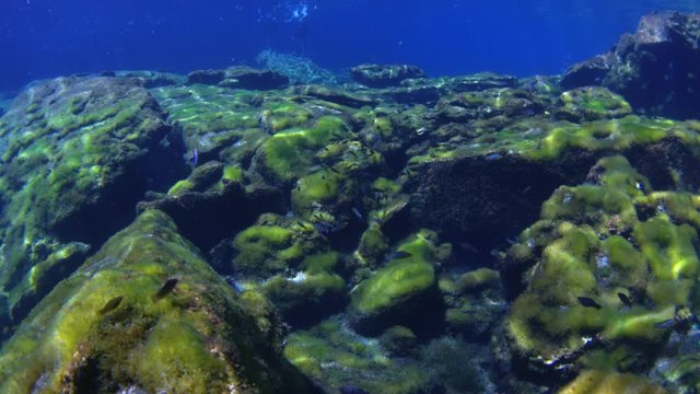 dive into the cenotes, Yucatan, Mexique.