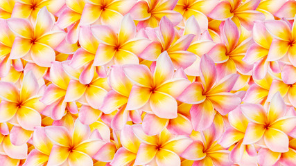 Colorful of Plumeria flowers pattern background.