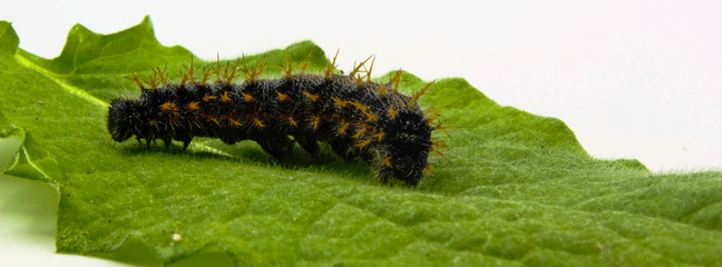 closeup of large spiky hairy Caterpillar on a green leaf isolated on white background