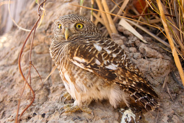 An owl thailand