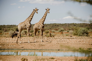 Giraffen, Namibia, Afrika