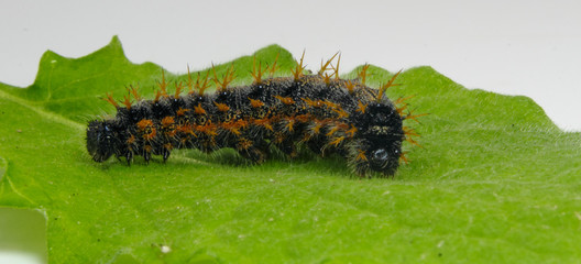 closeup of large spiky hairy Caterpillar on a green leaf isolated on white background
