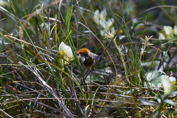 Baumhummel, Bombus hypnorum, auf Polygala chamaebuxus