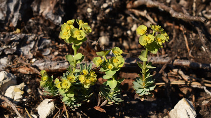 Wolfsmilch, Euphorbia, im Abendlicht