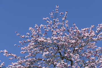 Rosa Kirschblüten auf  Baumzweigen, Blauer Himmel