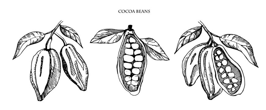 Cocoa beans vector set illustration.Vintage ink hand drawn beans, isolated on white background.Isolated botanical cooking object.Engraved style .