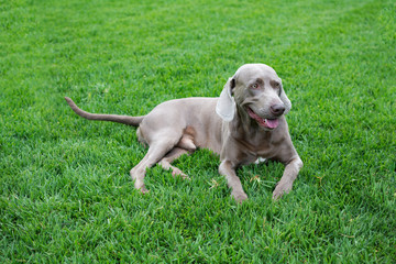 Weimaraner dog isolated on green grass background.