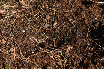Walderde mit Föhrennadeln, sehr trockene Erde, zu trockener Frühling
