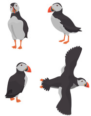 Atlantic puffin in different poses. Northern bird in cartoon style.