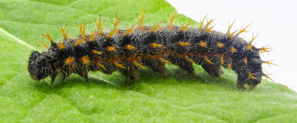 closeup of large spiky hairy Caterpillar on a green leaf isolated on white background