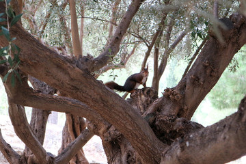 Squirrel eats olive on an olive tree