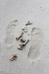Footprints and corals on the wet white sand on a beach. Maldives island. Luxury vacation on tropical island in Indian ocean