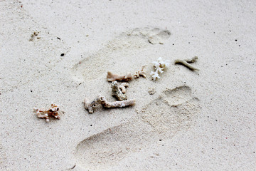 Footprints and corals on the wet white sand on a beach. Maldives island. Luxury vacation on tropical island in Indian ocean