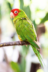 Soft focus on a natural green and brown background with a close-up of the Red-masked parakeet