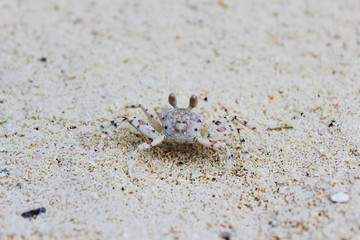 Closeup view of small crab on a white sandy beach on a sunny day in Maldives. Exotic nature. The concept of beach holidays on the islands
