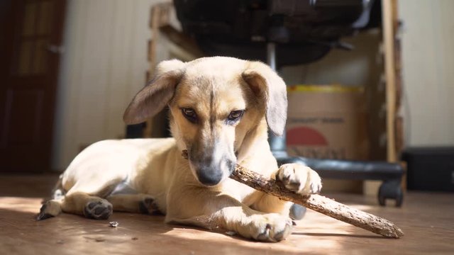 Dogs chewing on a stick. The puppy chews a wooden stick. The dog holds a wooden branch in its paws. Cute puppy fooling around.