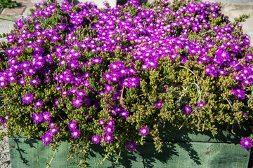 purple and white flowers
