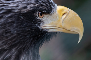 adler
