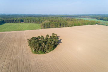 Fototapeta na wymiar Feldgehölz in Mitten von einem großen Acker, Deutschland