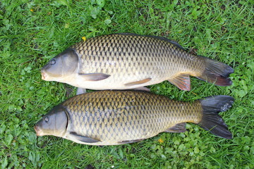 männlicher und weiblicher Schuppenkarpfen
