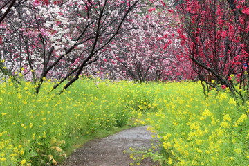 西川花公園　春の花に包まれる散策路（高知県）