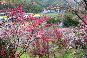 山里に咲き乱れる花桃（高知県　西川花公園）