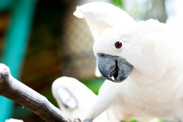 Soft focus on a natural green and brown background and a close-up of a pair of Moluccan cockatoo