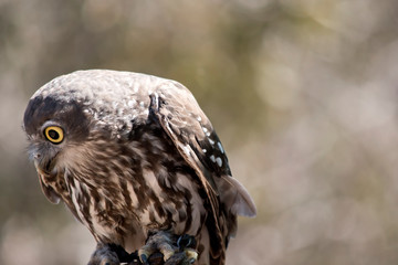 this is a close up of a barking owl