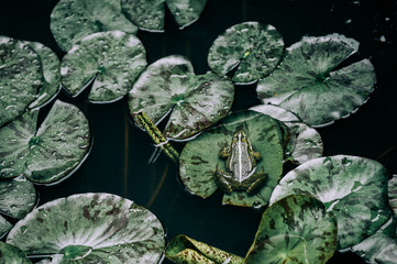 A green frog with a white stripe sits on a green sheet of a water lily after the rain.