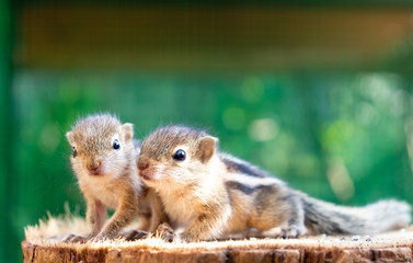Naklejka na ściany i meble Cute hungry little Baby squirrels looking out for their mother