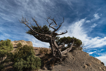 Lonely old juniper tree stands on top of a cliff in Crimea