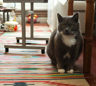 A fluffy cat sits under a table on a multi-colored carpet, a pet inside the house, a domestic routine, animals in a country house, banner, background, close up