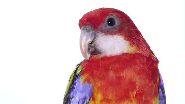 Rosella Parrot Bird, Australian Birds in Captivity, Pet in White Background