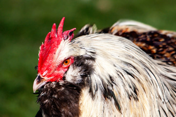 Coq Faverolles français en gros plan