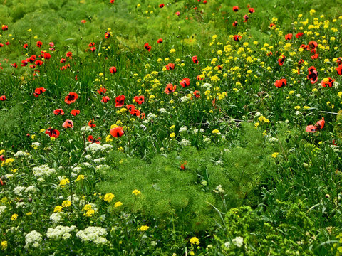 Flowers on the downhill of coastline. Shot near ancient monastery complex Sevanavank, Armenia