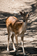 this is a young male deer