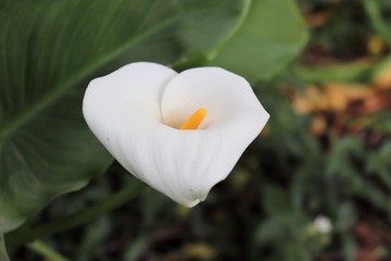 Fleur blanche d'Arum au printemps - Famille des Araceae - Ville de Corbas - Département du Rhône - France